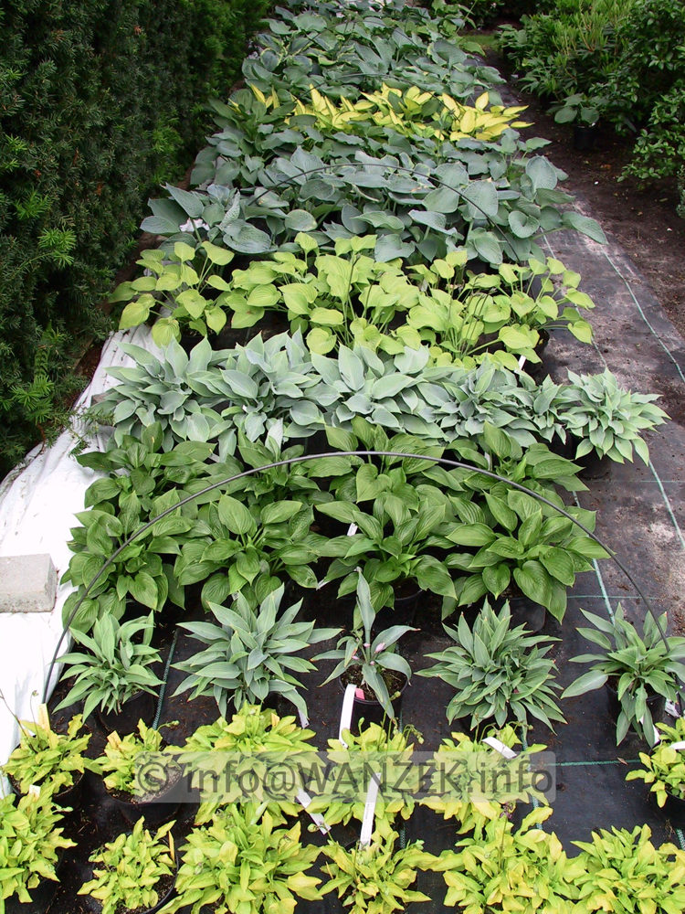 Hosta 2-3L Co im Beet.jpg